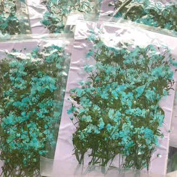 500 adet Preslenmiş Kurutulmuş Gypsophila Paniculata Linn Çiçek Saplı Bitki Herbaryum Takı Kartpostal Davetiye Kartı DIY